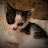 @catsandcrafts171 Avatar