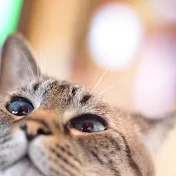 ローセン