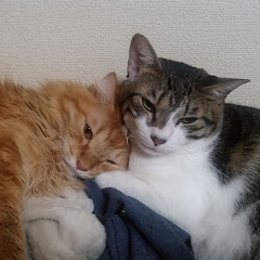 ねこのこチャンネルアイコン画像