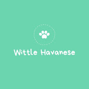 Wittle Havanese