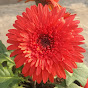 Terrace gardening at Home Avatar