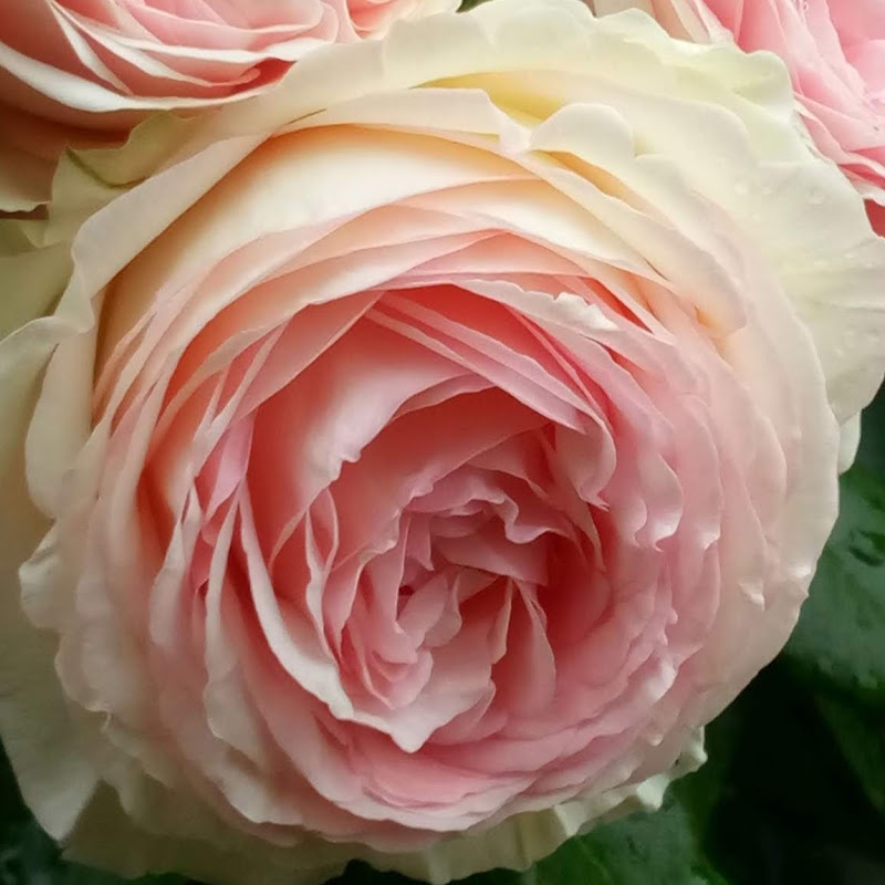 Вика Виктория LIFE & GARDEN Logo