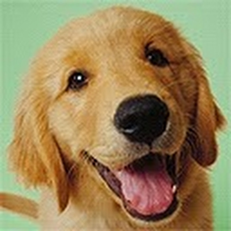 金毛评测犬 Logo