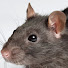 n6baZnSRzio-channel-avatar-smithysrat
