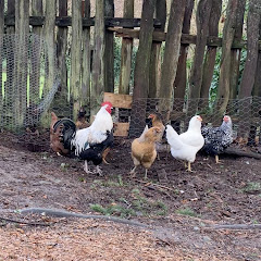 Hens of Scratch Gardens