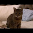 nkNWR6PmazA-channel-avatar-The Cat Behaviour Channel