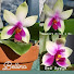 _6eSFLQ1_J8-channel-avatar-lifeofbellina
