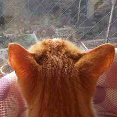 みいたむ多肉チャンネル MiitamuChannel_Succulents