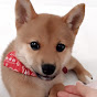 Yuki Channel Shiba Inu 白い手袋の柴犬ゆき