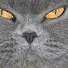 oK4xsUdyiB0-channel-avatar-BritishBlueCatsOnWheels