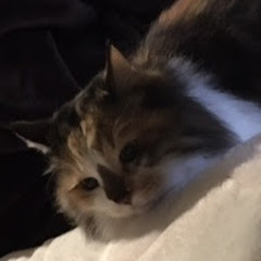 Morino Neko