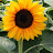 @Sunflower-dv3ys