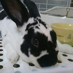 チッチ