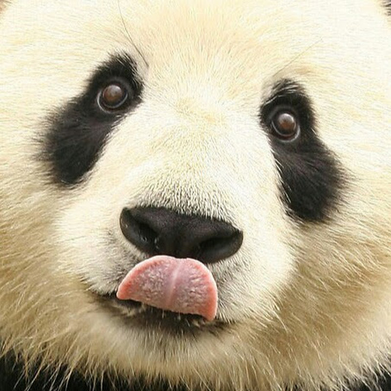 Panda Tv Channel