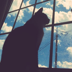 猫歩