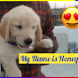 Honey The Golden Retriever logo