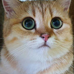 かわいい猫ちゃん