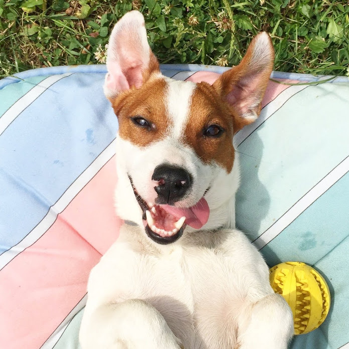 ЛОКИ БОБО (LUCKY) Net Worth & Earnings (2026)