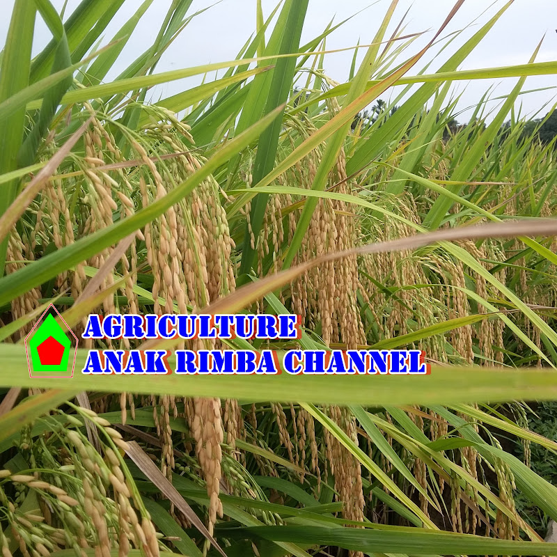 Agriculture Anak Rimba