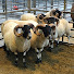 bHkU8LkE3S0-channel-avatar-Nil Desperandum