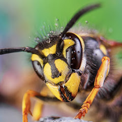 Wasp Hunter Avatar