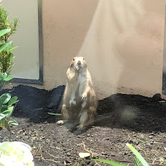 隼人