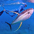BY63gvW7z24-channel-avatar-MAVERICK AMERICAN SPEARFISHING CO.