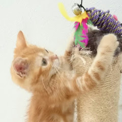 泰河アイコン画像