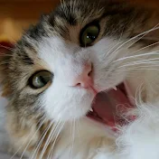 マロちゃんねる