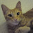 @ivanleonardo's avatar