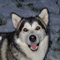 Uh8B_1JIjVg-channel-avatar-wolfmark7