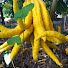 Kv08yxE7Qn0-channel-avatar-Arizona Fruit Trees