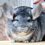 Let's Love Chinchillas! logo