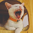 xLP33GrzJ_4-channel-avatar-Rex Page