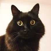 しゃべるねこ、しおちゃん【サブチャンネル】