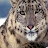 @snowleopard305
