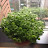@greenthumbk