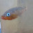 @crittersofearth9914 Avatar