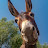 @ifonly4486 Avatar