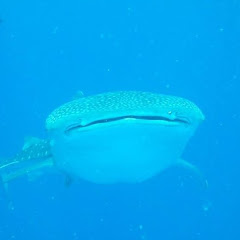 Arlong Channel