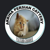ARBINAS PERSIAN CATTERY