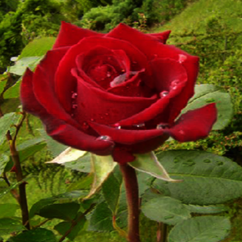 Slavonijo, Zemljo mila🌹