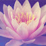 7WZFCpGgzn4-channel-avatar-Dharma Music