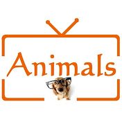 Animals TV