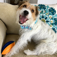 Jack Russell Terriers