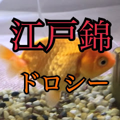 江戸錦とゆかいな金魚たちの成長記録。アイコン画像