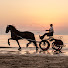 _jPgTdoJMCA-channel-avatar-Stal Okkema seller of Friesian horses