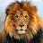 الصورة الرمزية لـ @shahidhadayat4394