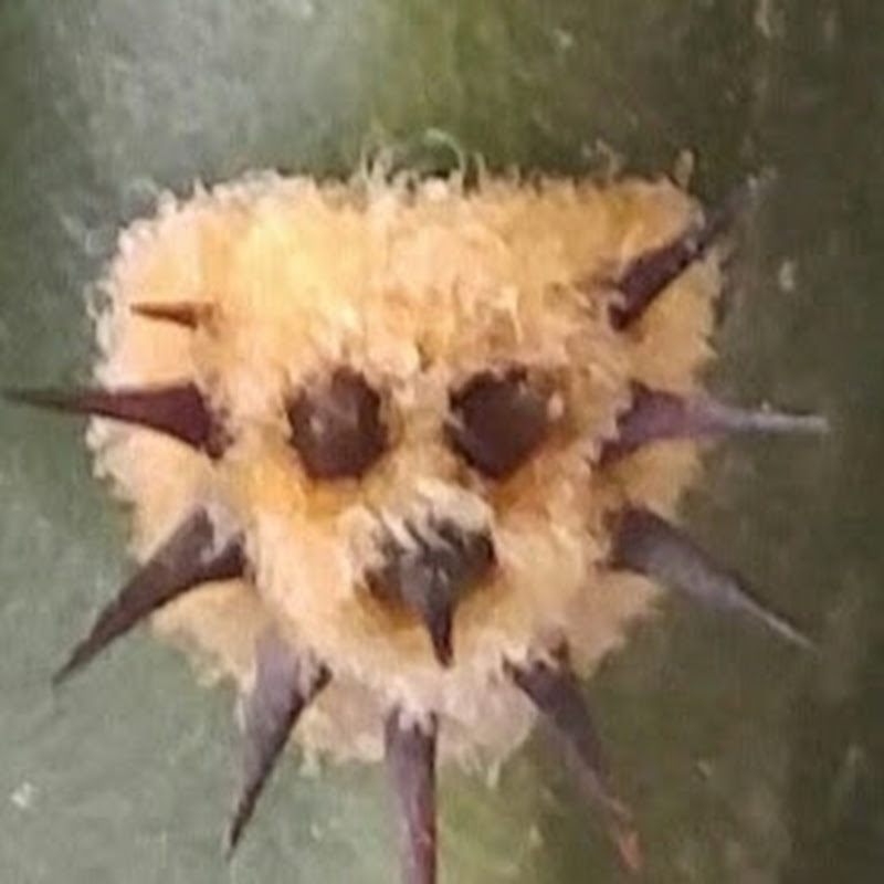 Tsikourinos