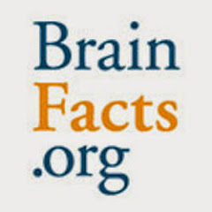 BrainFacts.org